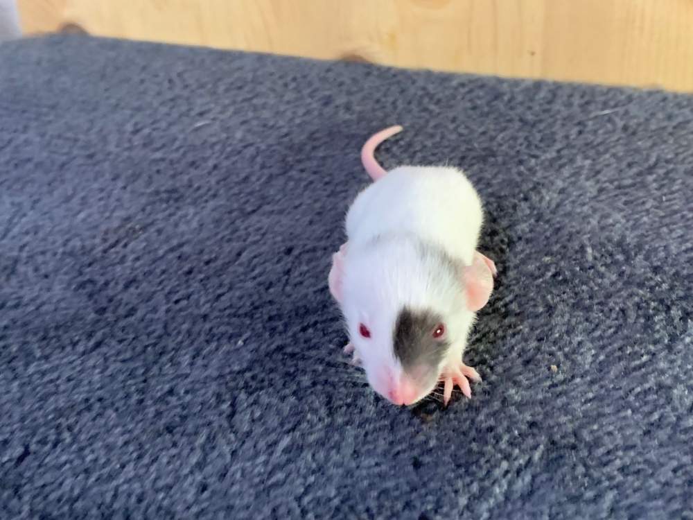 Fancy rat Breeder Rattus norvegicus 