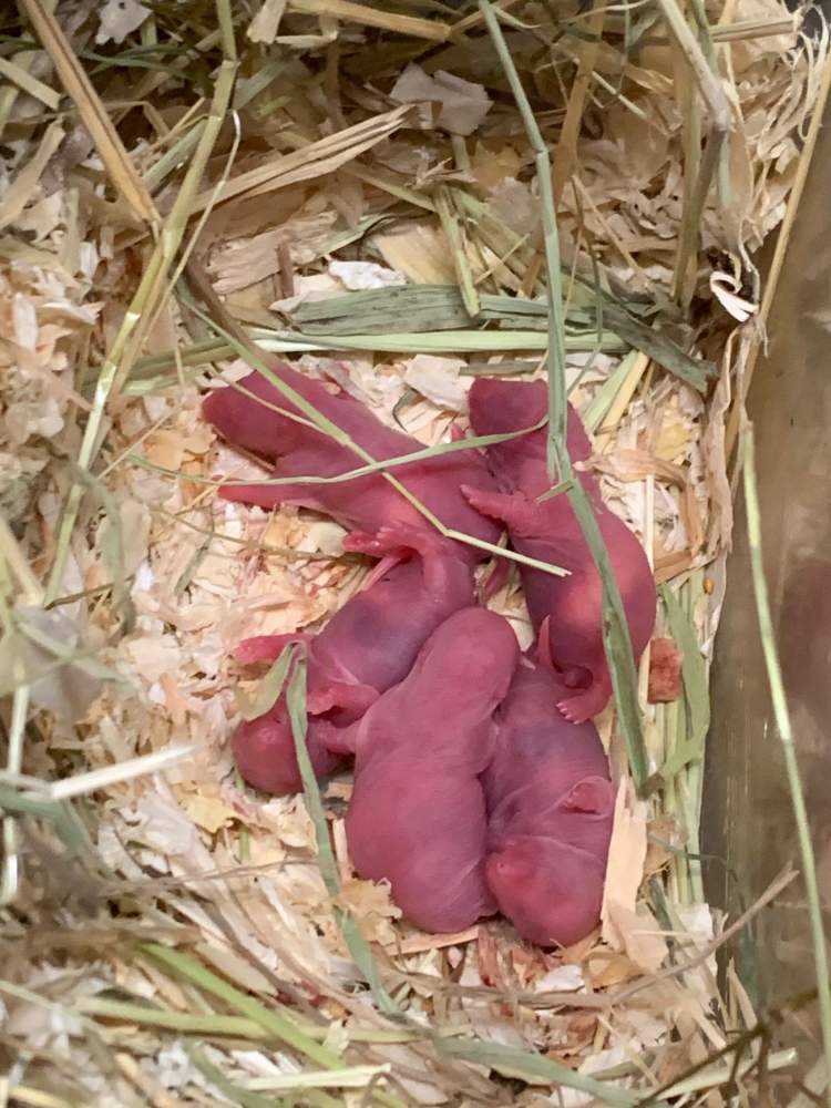 Fancy rat Breeder Rattus norvegicus 