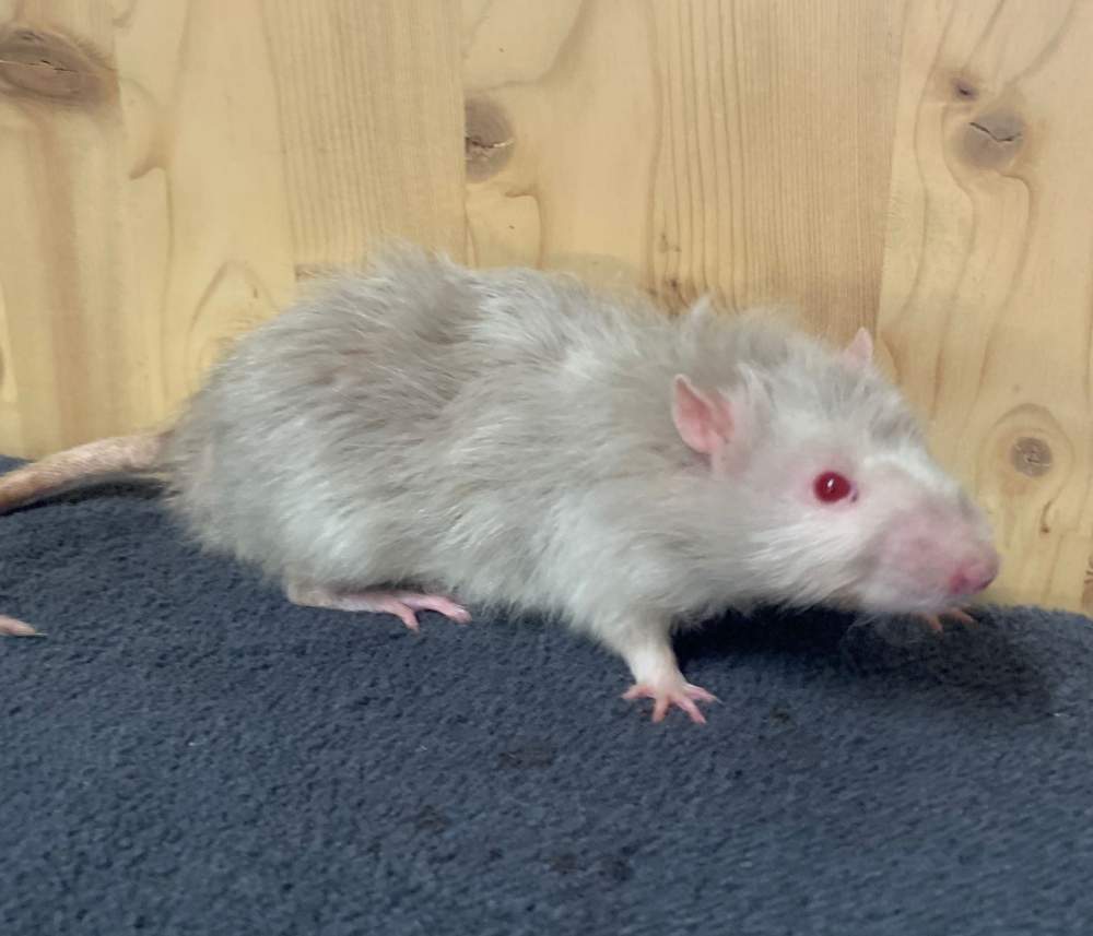 Fancy rat Breeder Rattus norvegicus 