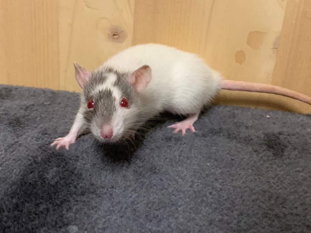Fancy rat Breeder Rattus norvegicus 