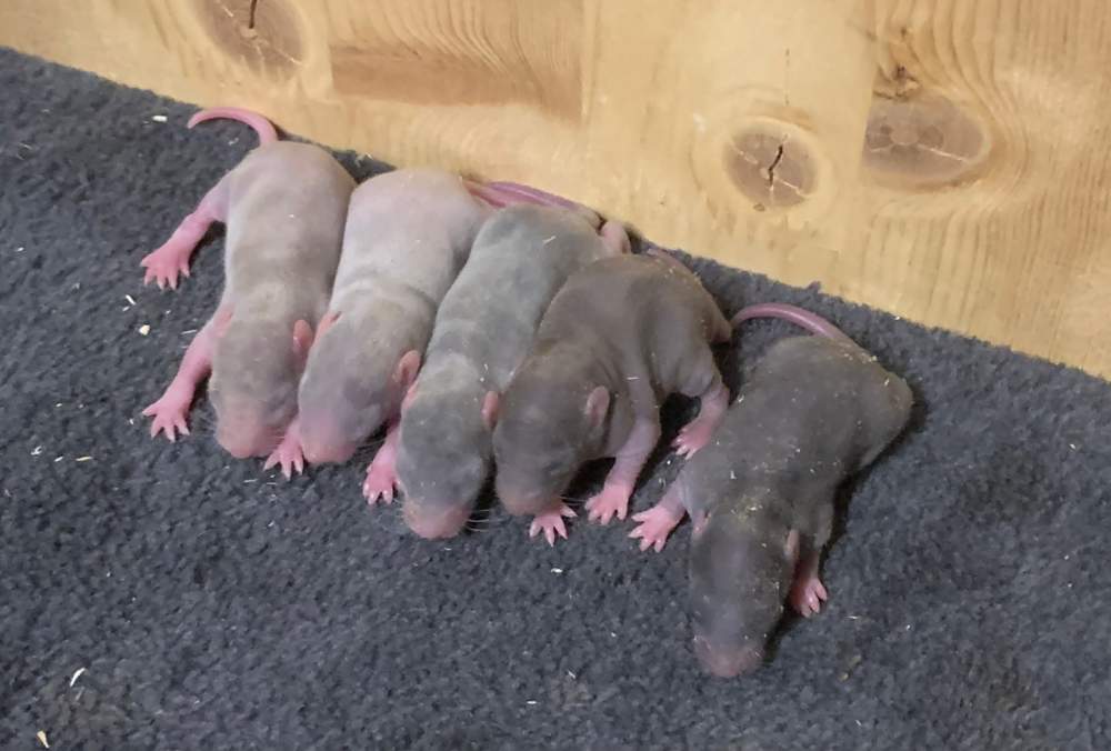 Fancy rat Breeder Rattus norvegicus 