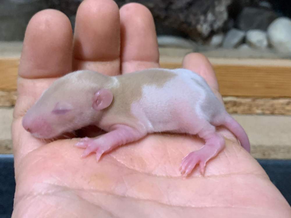 Fancy rat Breeder Rattus norvegicus 