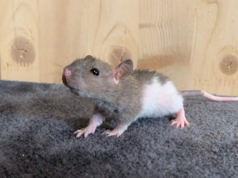 Fancy rat Breeder Rattus norvegicus 