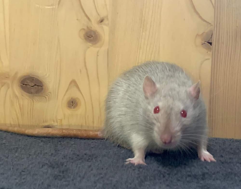 Fancy rat Breeder Rattus norvegicus 