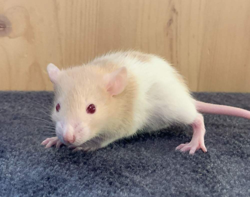 Fancy rat Breeder Rattus norvegicus 