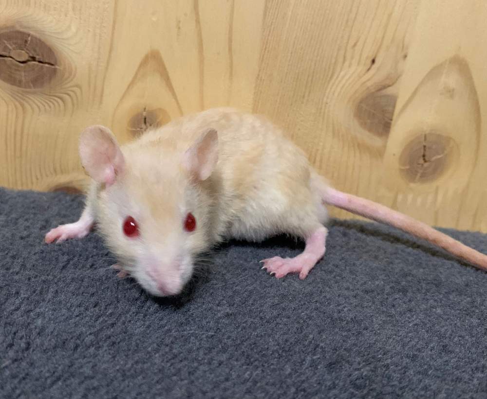 Fancy rat Breeder Rattus norvegicus 