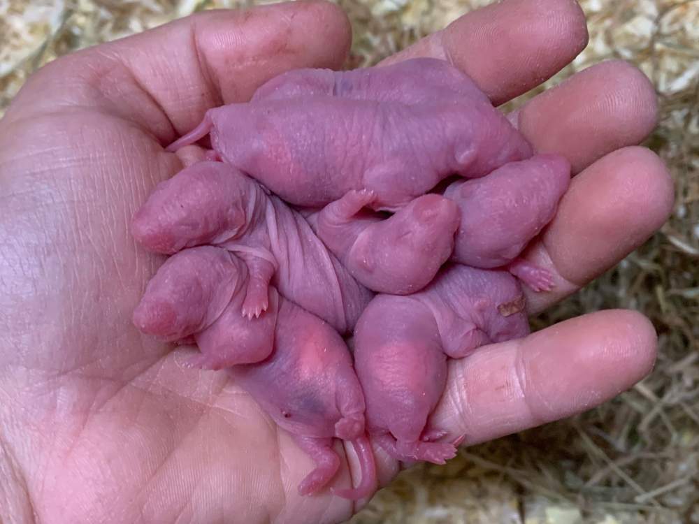 Fancy rat Breeder Rattus norvegicus 