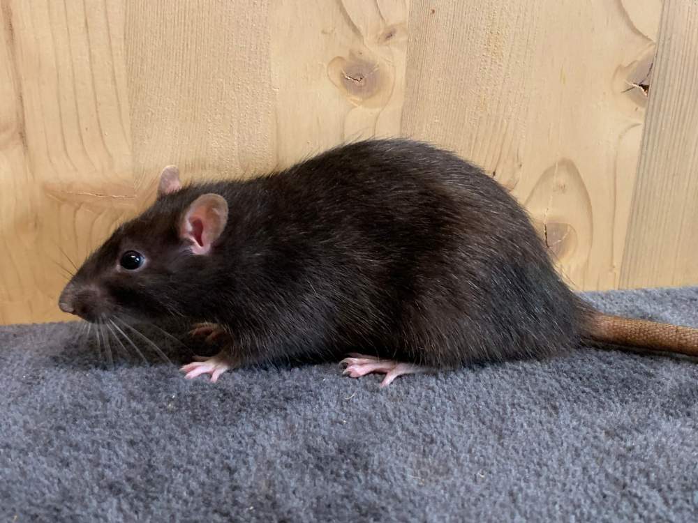 Fancy rat Breeder Rattus norvegicus 