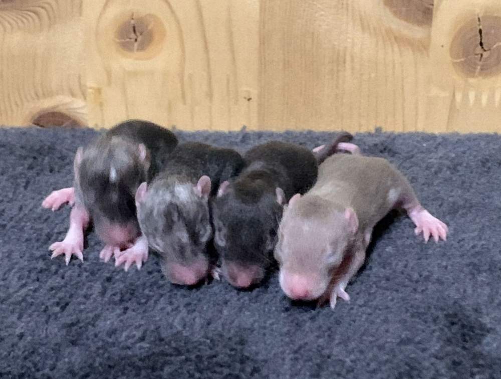 Fancy rat Breeder Rattus norvegicus 