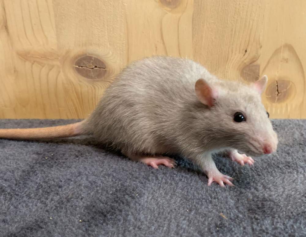 Fancy rat Breeder Rattus norvegicus 