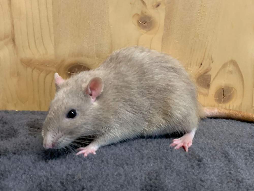 Fancy rat Breeder Rattus norvegicus 
