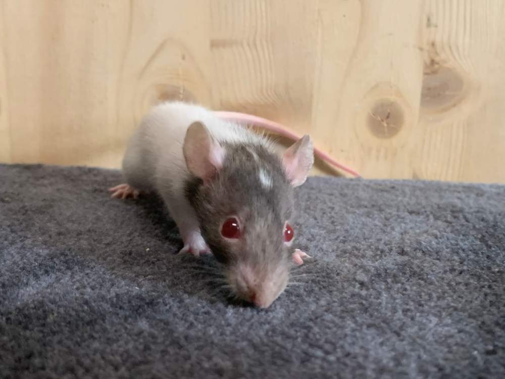 Fancy rat Breeder Rattus norvegicus 