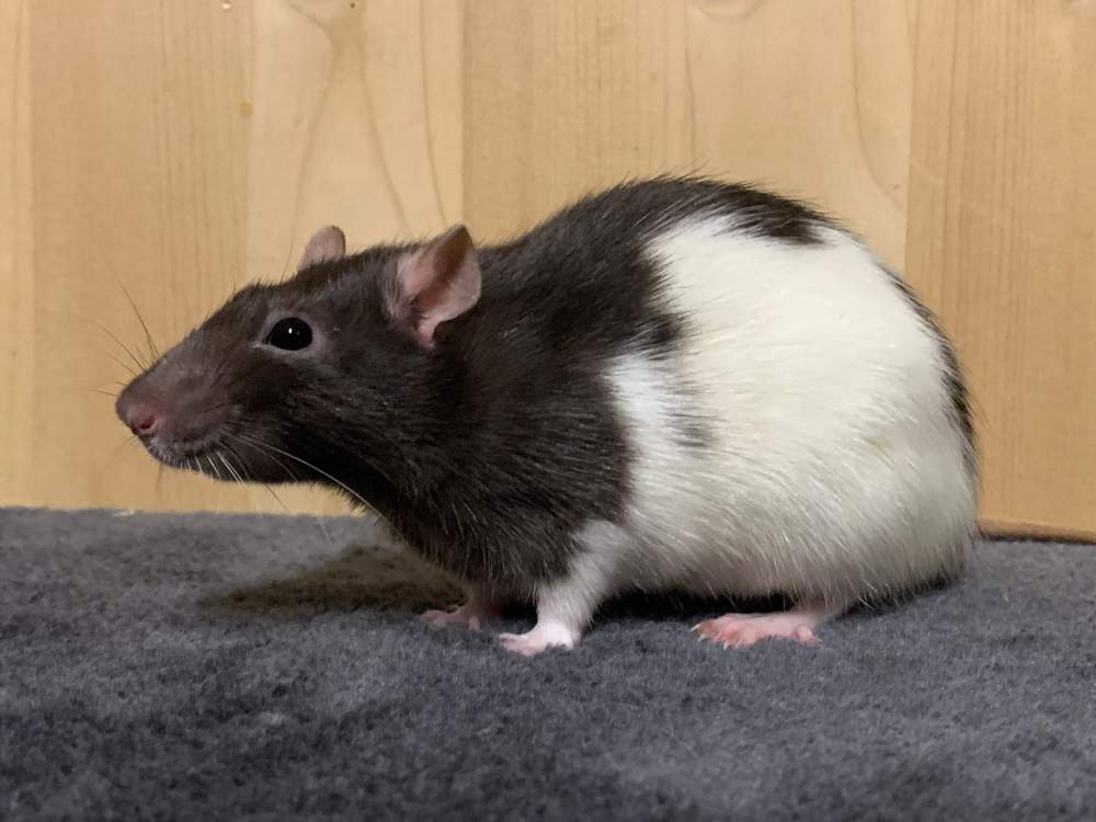 Fancy rat Breeder Rattus norvegicus 