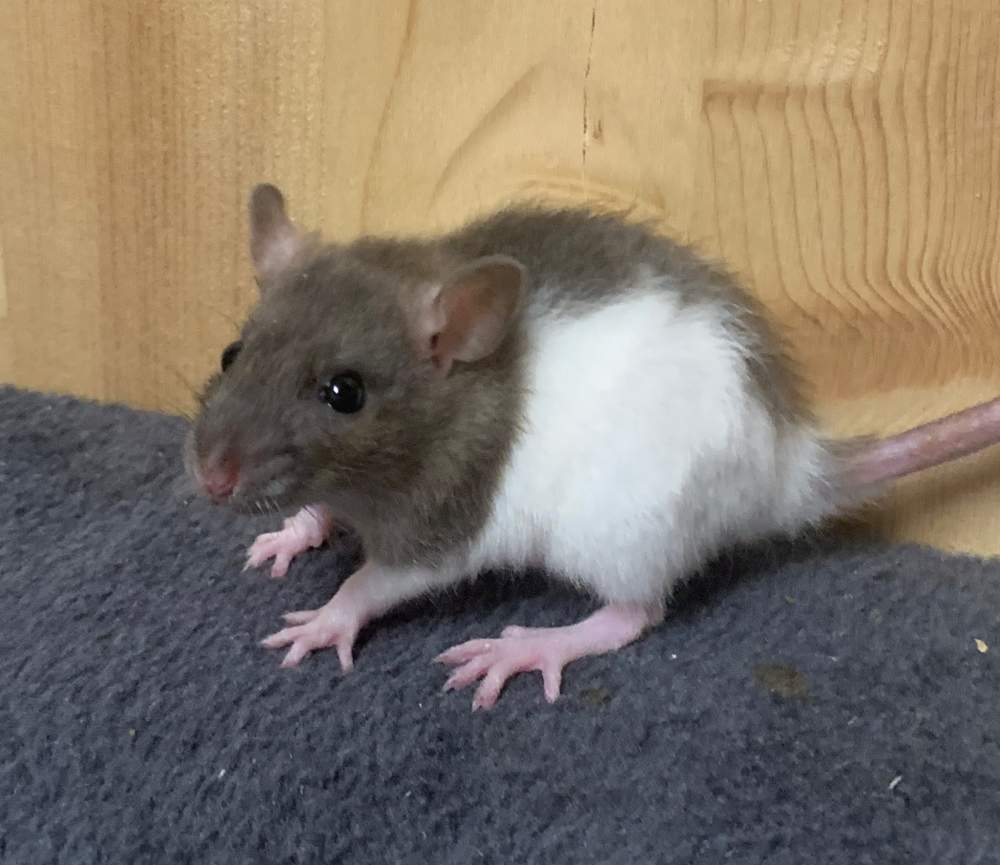 Fancy rat Breeder Rattus norvegicus 