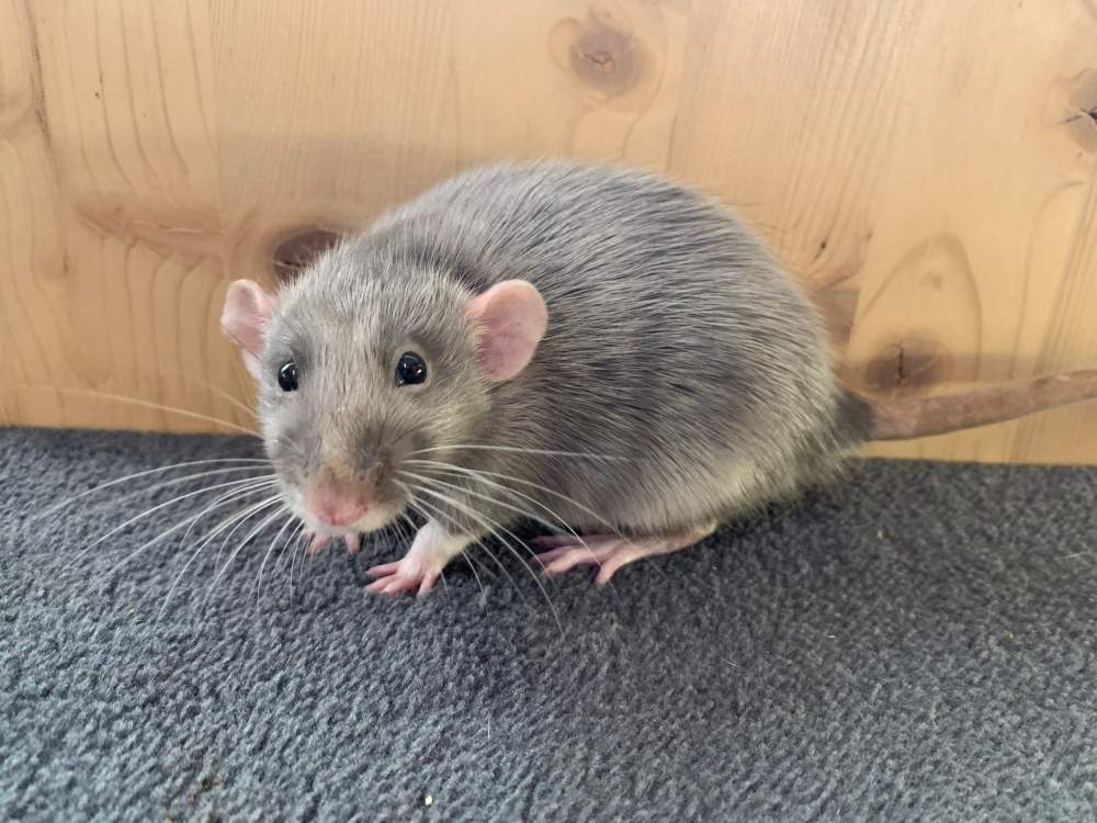 Fancy rat Breeder Rattus norvegicus 
