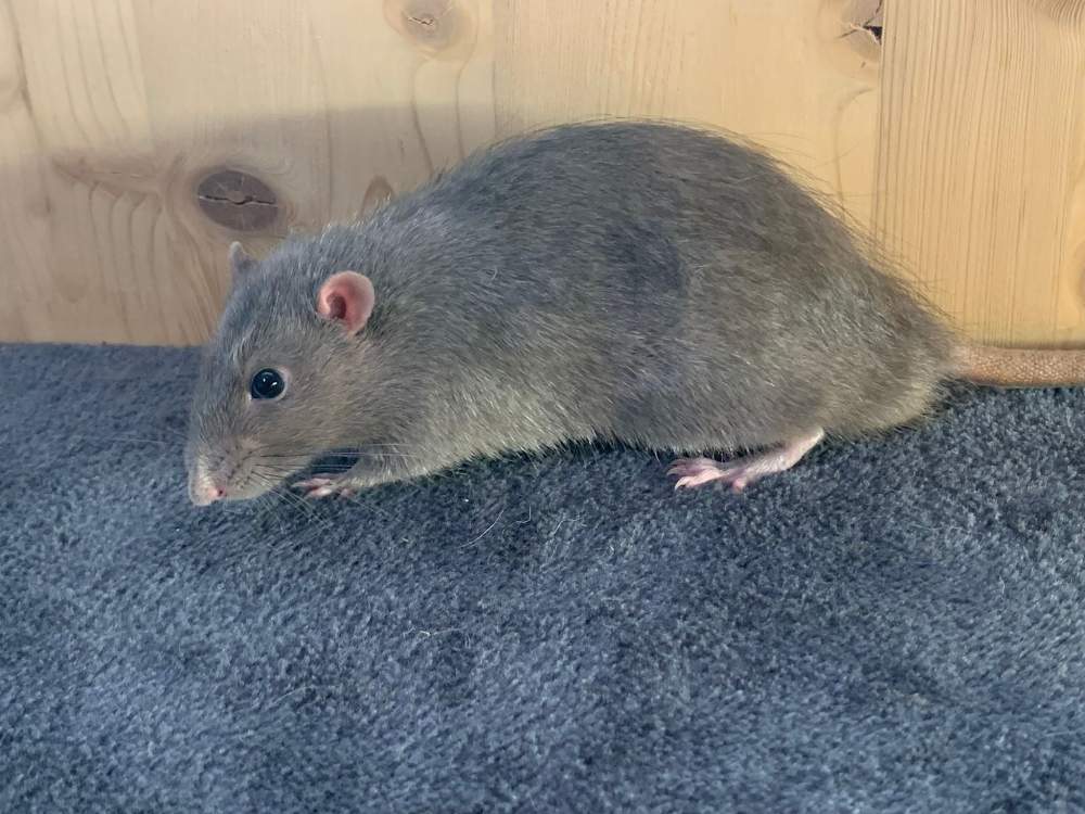 Fancy rat Breeder Rattus norvegicus 