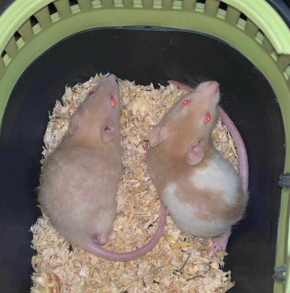 Fancy rat Breeder Rattus norvegicus 