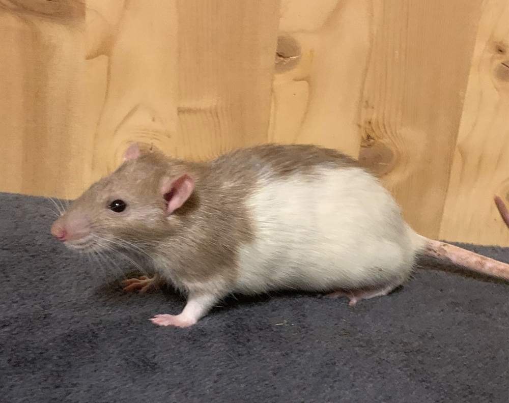 Fancy rat Breeder Rattus norvegicus 
