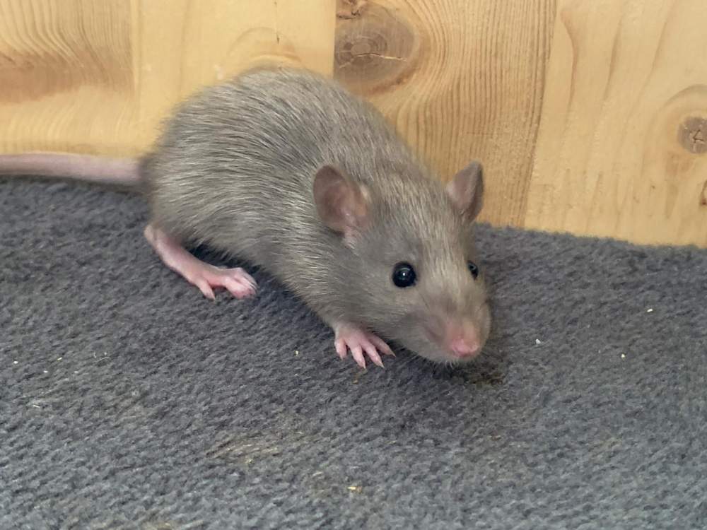 Fancy rat Breeder Rattus norvegicus 