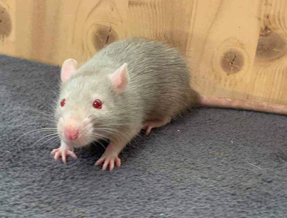 Fancy rat Breeder Rattus norvegicus 