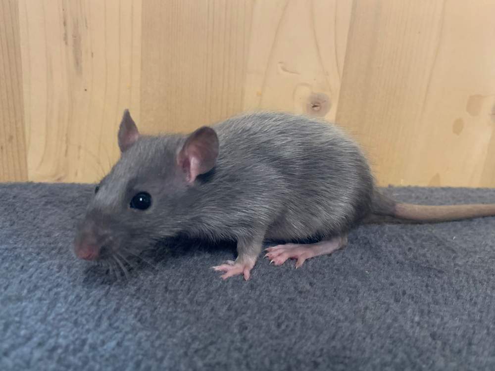 Fancy rat Breeder Rattus norvegicus 