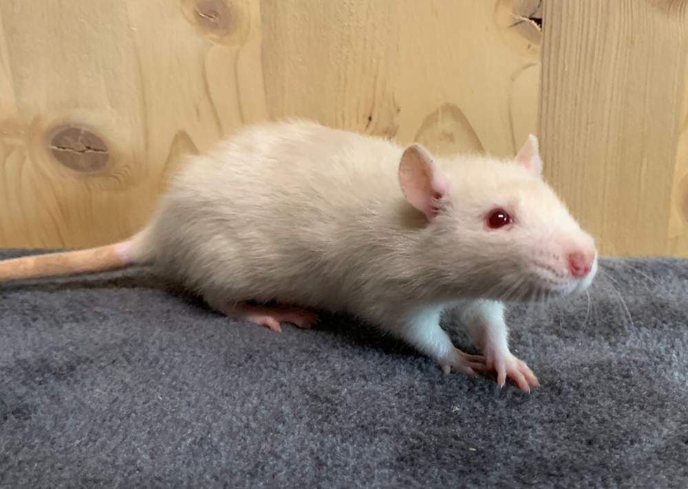 Fancy rat Breeder Rattus norvegicus 