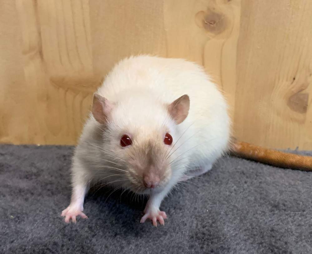 Fancy rat Breeder Rattus norvegicus 