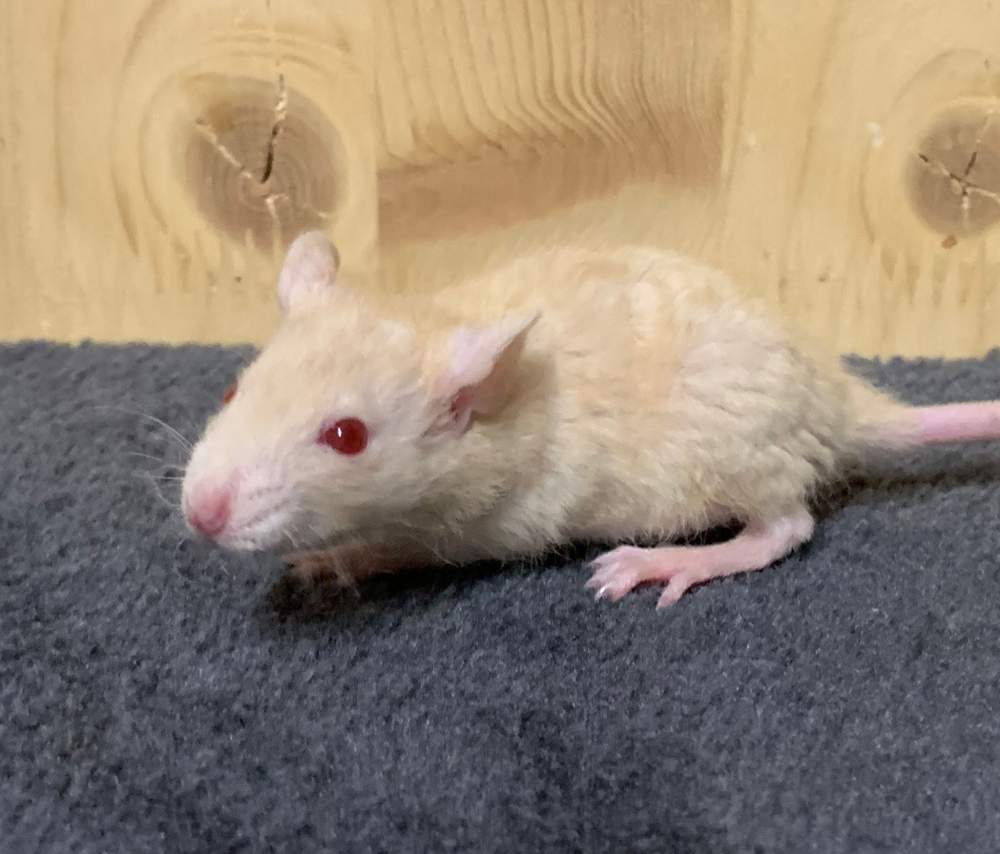 Fancy rat Breeder Rattus norvegicus 