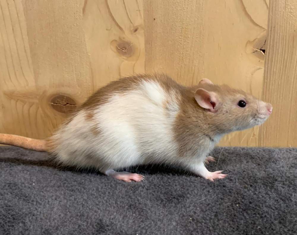 Fancy rat Breeder Rattus norvegicus 