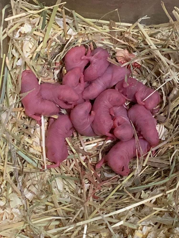 Fancy rat Breeder Rattus norvegicus 