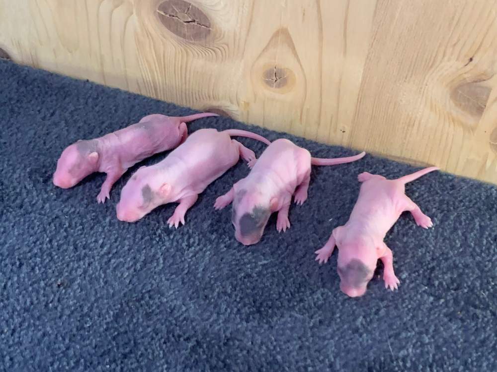 Fancy rat Breeder Rattus norvegicus 