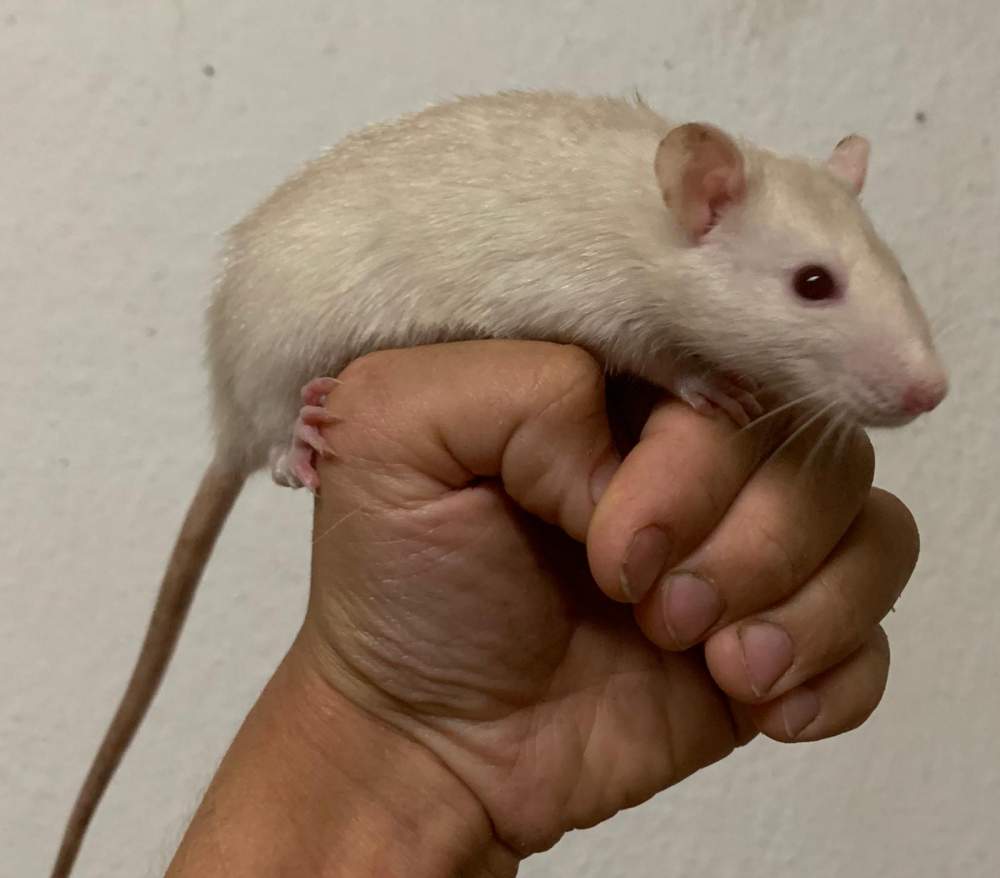 Fancy rat Pet only Rattus norvegicus 