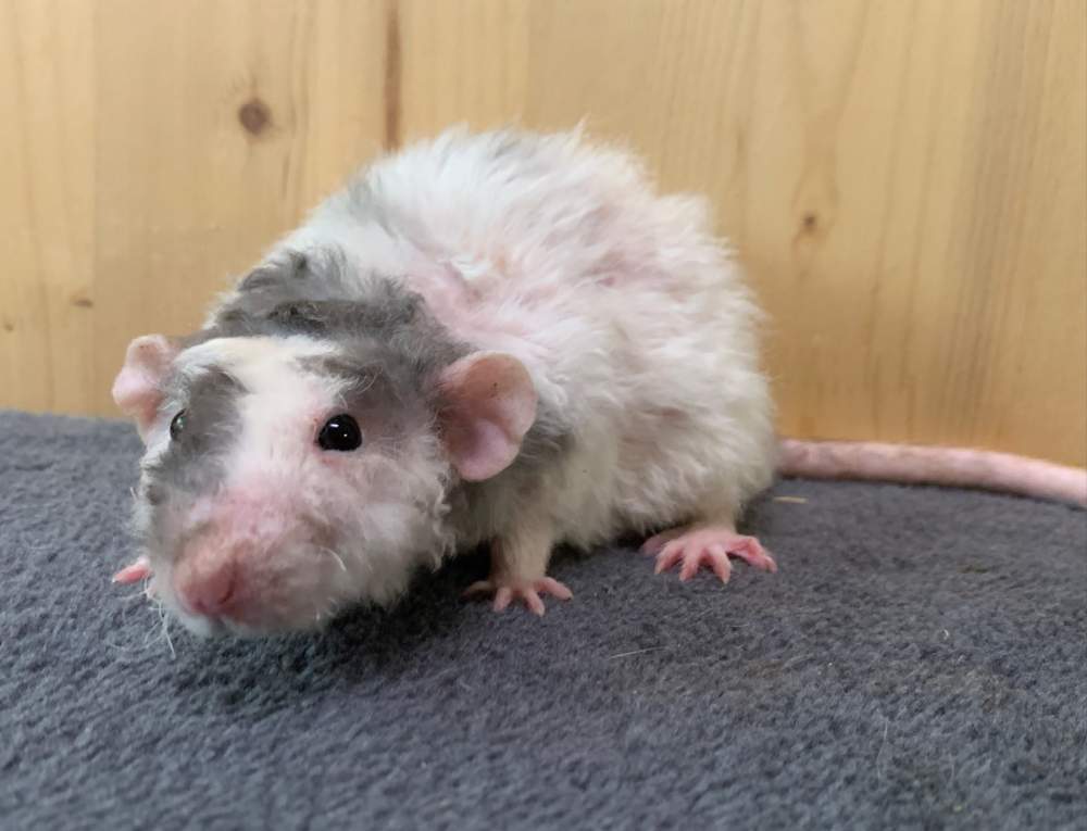 Fancy rat Breeder Rattus norvegicus 