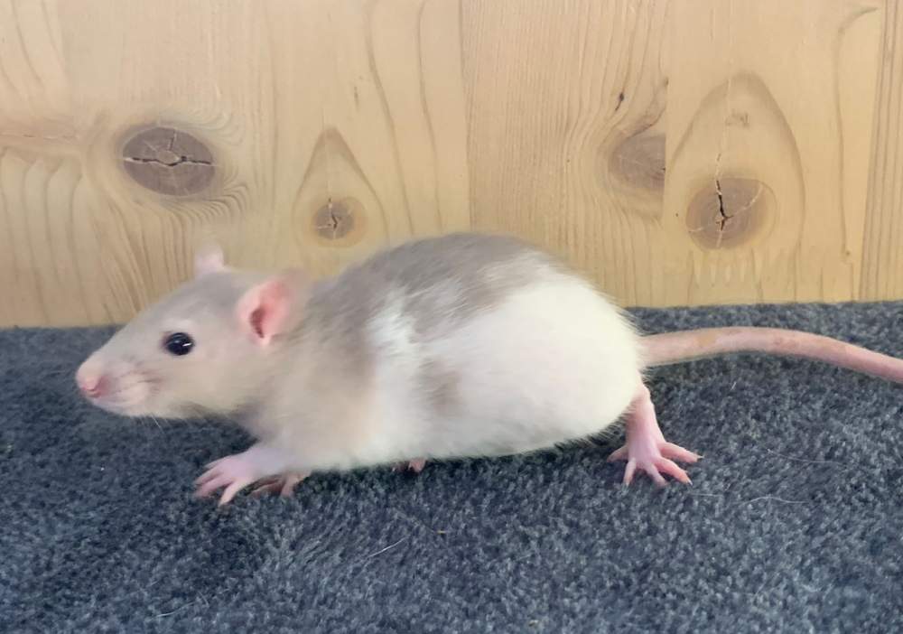 Fancy rat Breeder Rattus norvegicus 