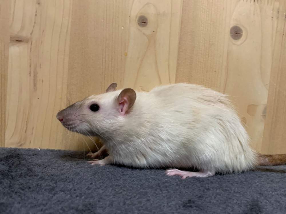 Fancy rat Breeder Rattus norvegicus 