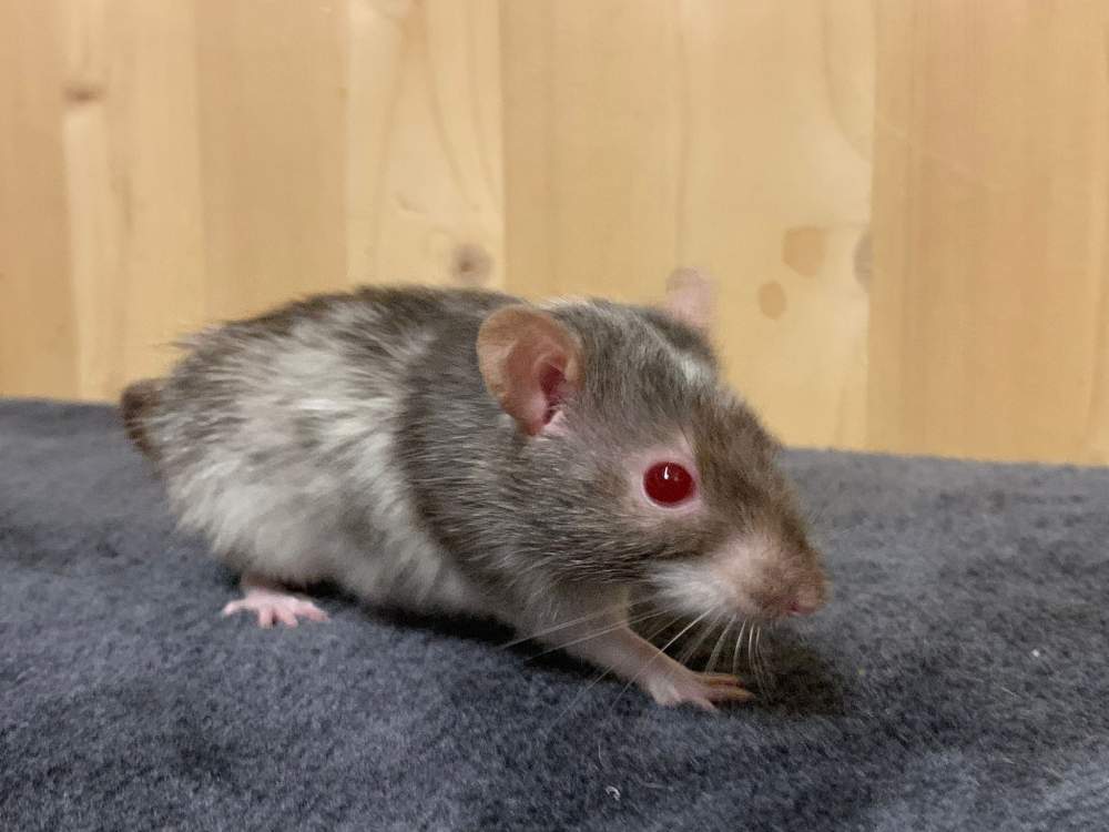 Fancy rat Breeder Rattus norvegicus 
