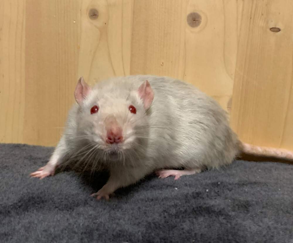 Fancy rat Breeder Rattus norvegicus 