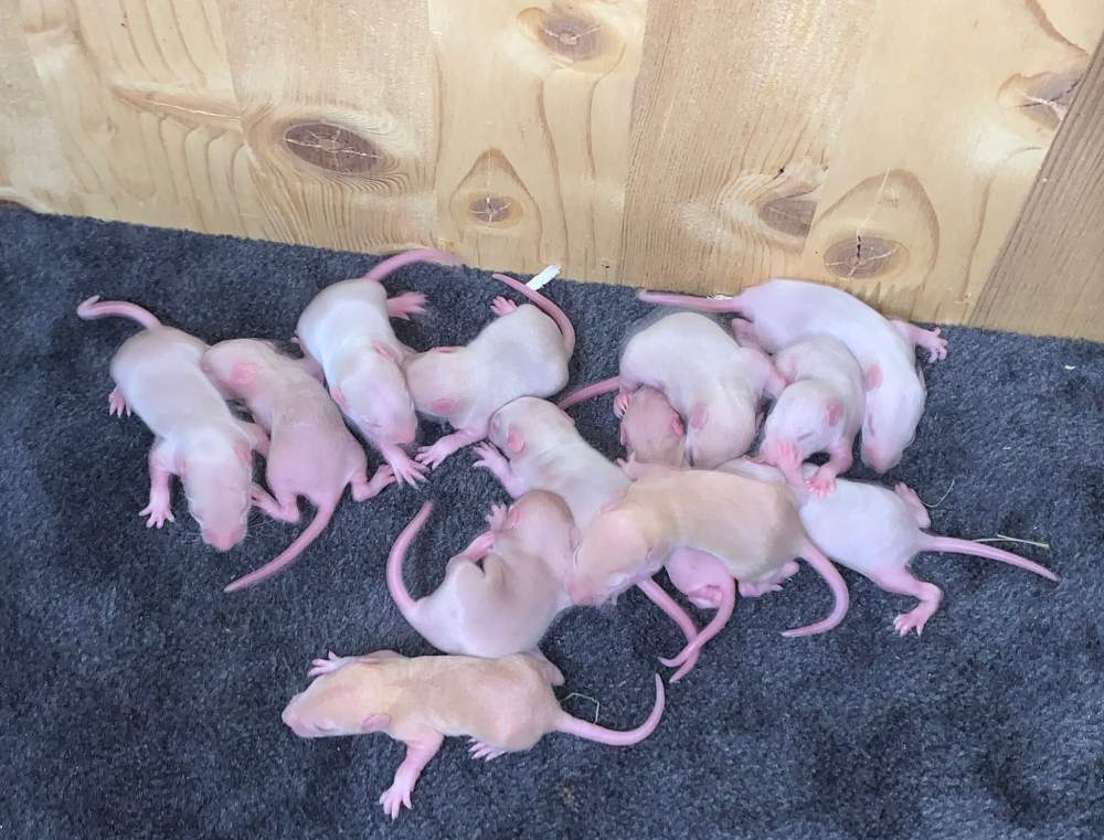Fancy rat Breeder Rattus norvegicus 