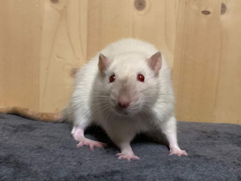 Fancy rat Retired Rattus norvegicus 