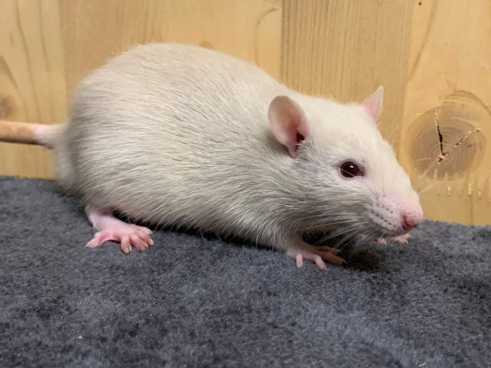 Fancy rat Breeder Rattus norvegicus 