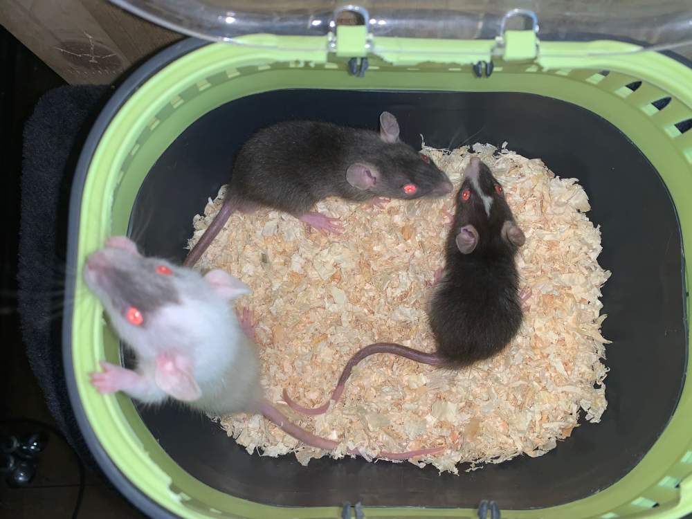 Fancy rat Breeder Rattus norvegicus 
