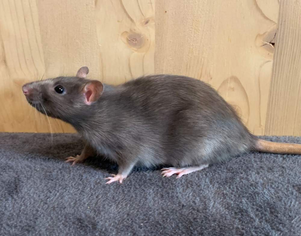 Fancy rat Breeder Rattus norvegicus 
