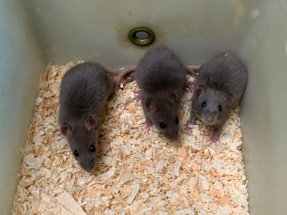 Fancy rat Breeder Rattus norvegicus 