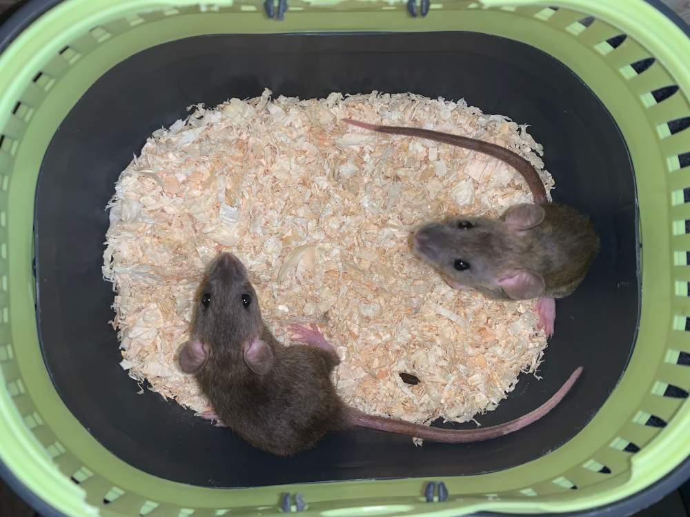 Fancy rat Breeder Rattus norvegicus 