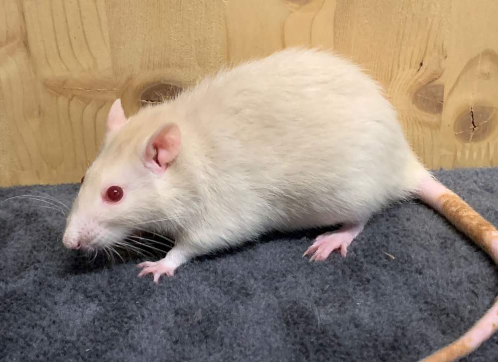 Fancy rat Breeder Rattus norvegicus 
