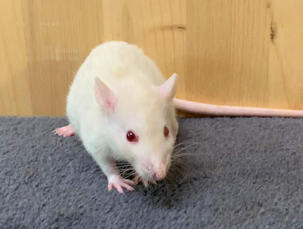 Fancy rat Breeder Rattus norvegicus 