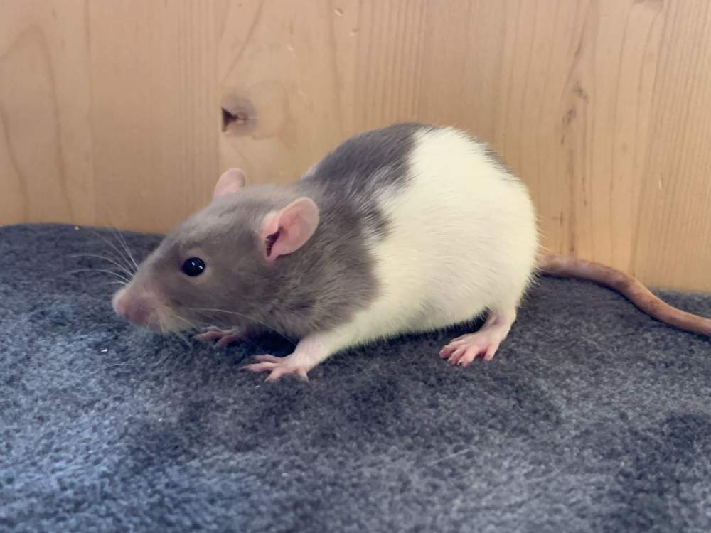 Fancy rat Breeder Rattus norvegicus 