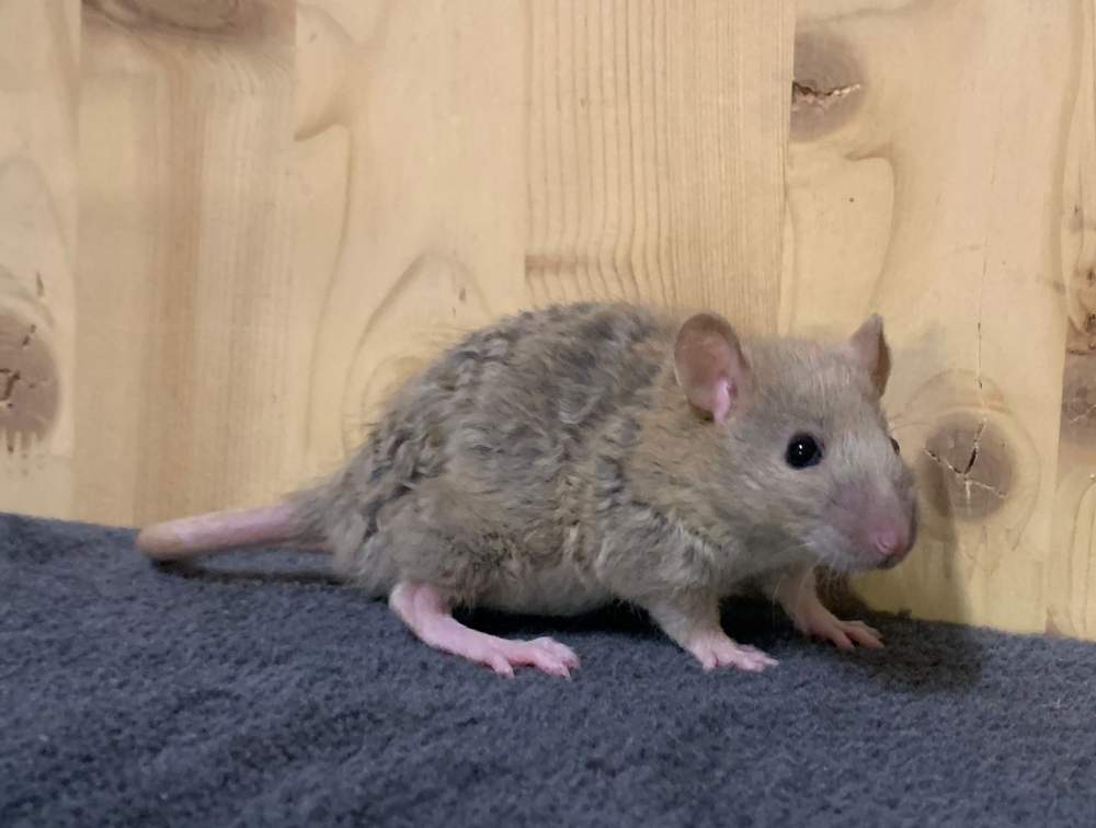 Fancy rat Breeder Rattus norvegicus 