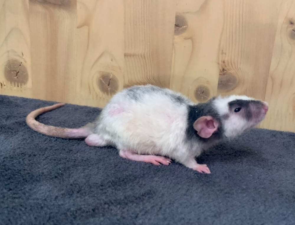 Fancy rat Breeder Rattus norvegicus 