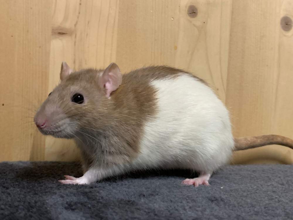 Fancy rat Available for rehoming Rattus norvegicus Germany, Marl